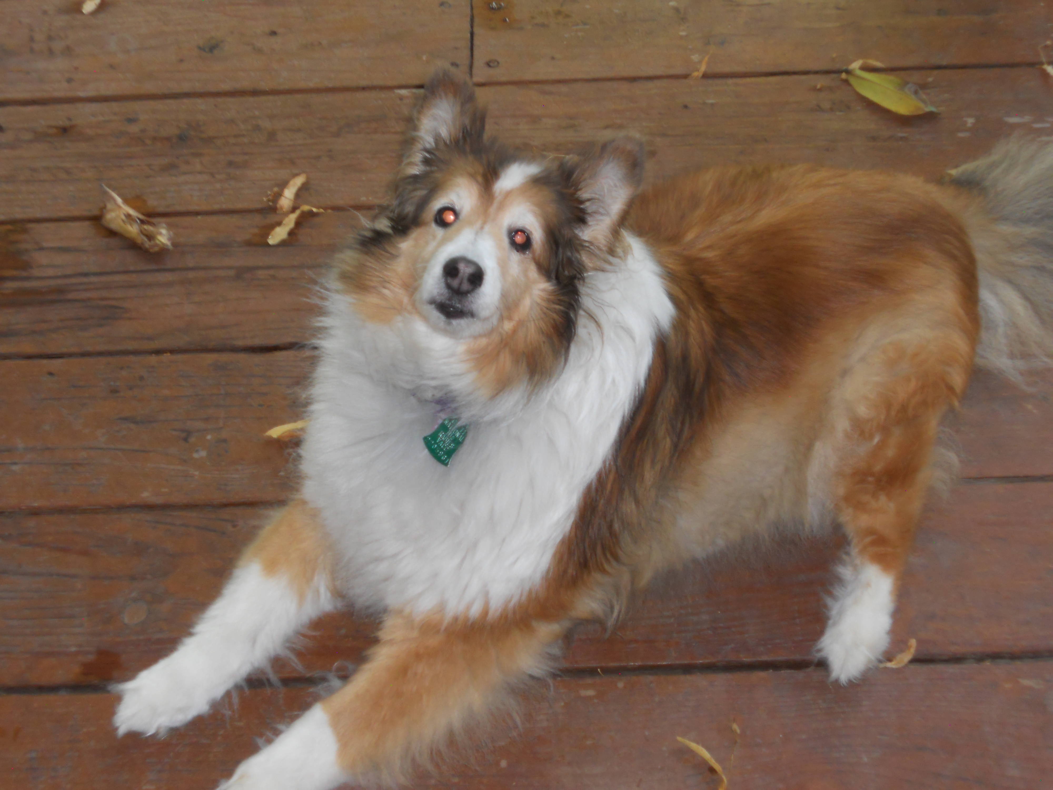 ActiveRain Photography Contest Real Life Animals